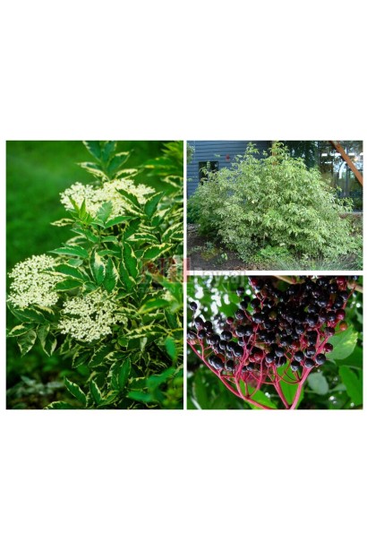 Sambucus nigra Variegata